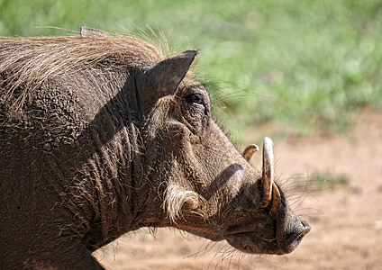 Warthog, dyr, pattedyr, Kruger park, Safari, feral gris, Sør-Afrika