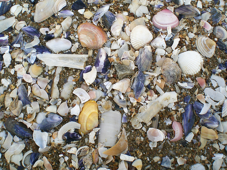 Shell, stranden, Sand