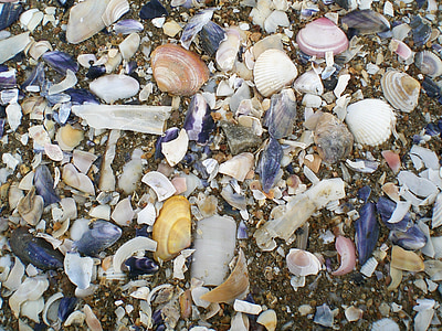 壳, 海滩, 沙子