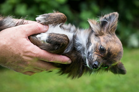 Chihuahua, pies, zaufania, szczeniak, dziecko, twarz, ręka