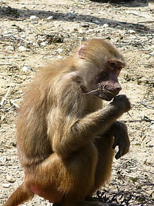 monkey, sitting, food, brown, side view, primate, wildlife