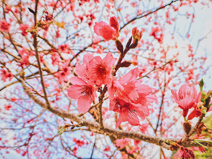 kirsikankukkia, kukka, kevään, puu, Luonto, vaaleanpunainen väri, haara