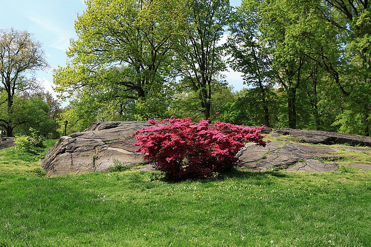 公园, 树, 草, 花, 新增功能, 纽约, 春天