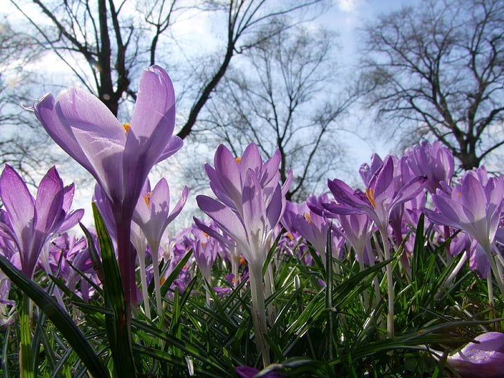花, クロッカス, 春, 公園, デュッセルドルフ, 花の海, ラインパーク