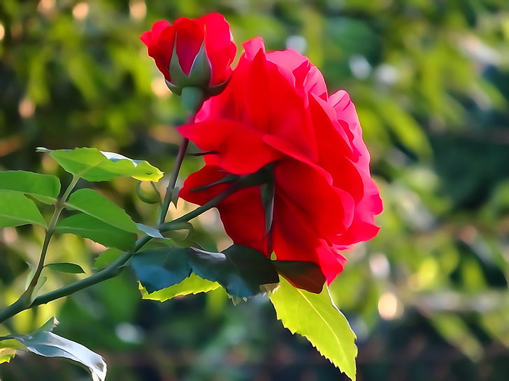 Rožė gėlė, Olkusz, Lenkija, raudona, Gamta, lapų, augalų