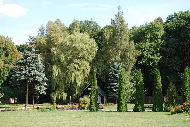Příroda, zelená, závod, strom