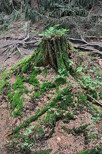 tronco, bosque, Moss, árboles, plantas, raíces, naturaleza