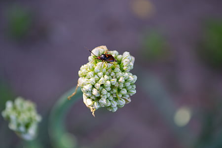 Pronostiqueur, fleur, macro, Beetle, insecte sur une fleur, été, nature
