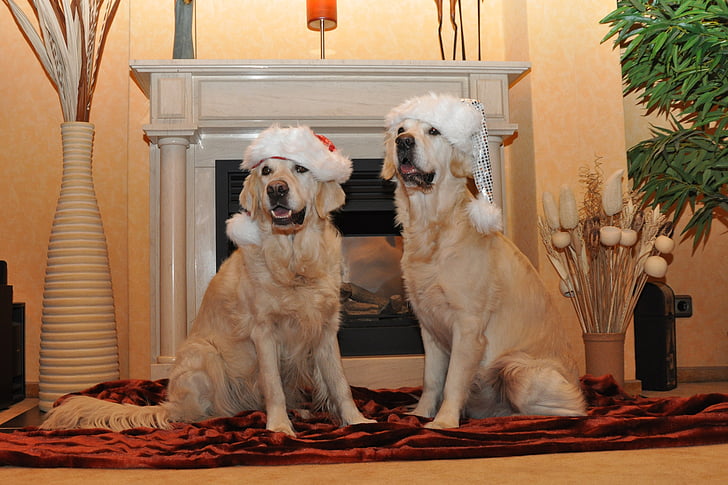 recollidor de pilotes daurat, barret de Santa, gossos, targeta de Nadal, gos de Nadal, motiu de Nadal