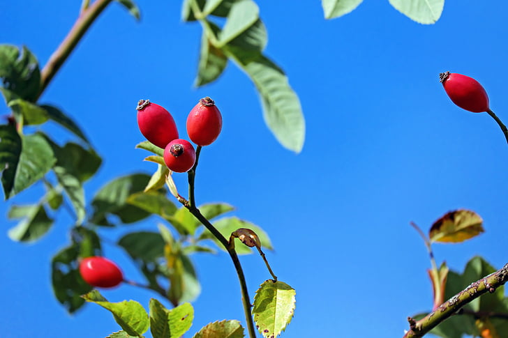 rose hip, fruit, red, bush, plant, rose greenhouse, sky