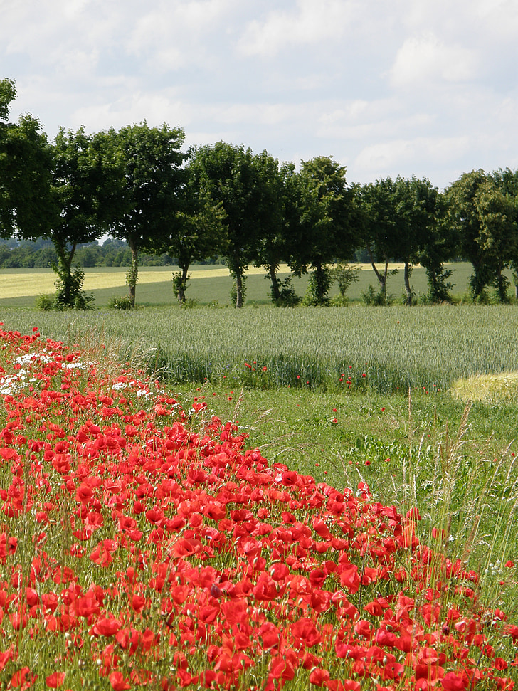 poppies, red, landscape, red poppy