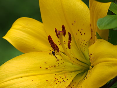 Lily, żółty, kwiat, Bloom, ogród, Lilia rodziny, Kolor
