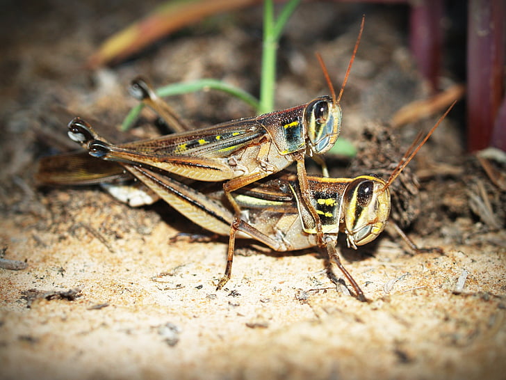 animal, background, beautiful, bug, close, closeup, cricket