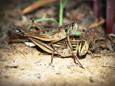 animal, background, beautiful, bug, close, closeup, cricket