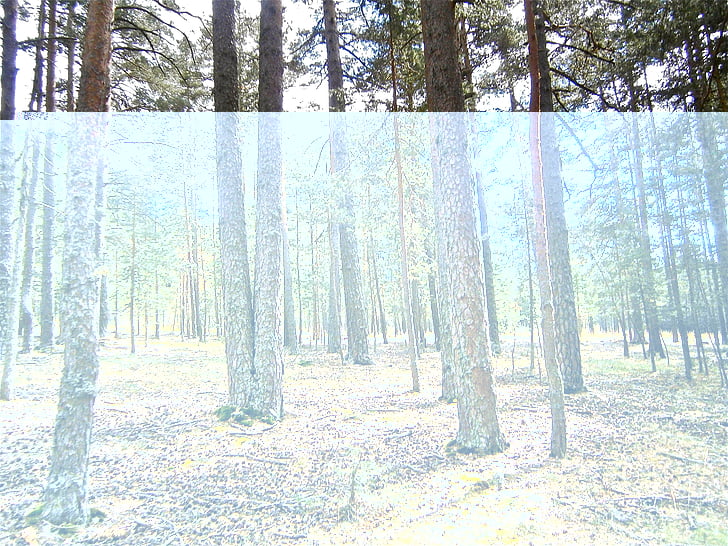 landscape, forest, pine, tree, autumn, nature