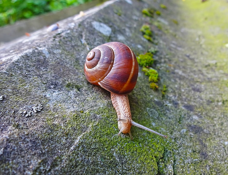 snail, animal, spiral, slimy, mollusk, slow, nature