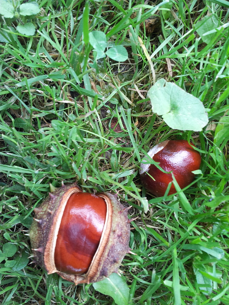chestnut, chestnut, conker, chestnut kuda pohon, musim, alam, hijau
