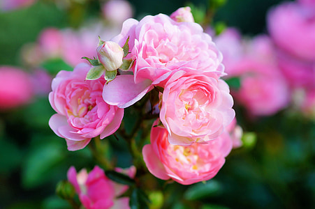ökade, Blossom, Bloom, Rosa, anbud, trädgård, sommar