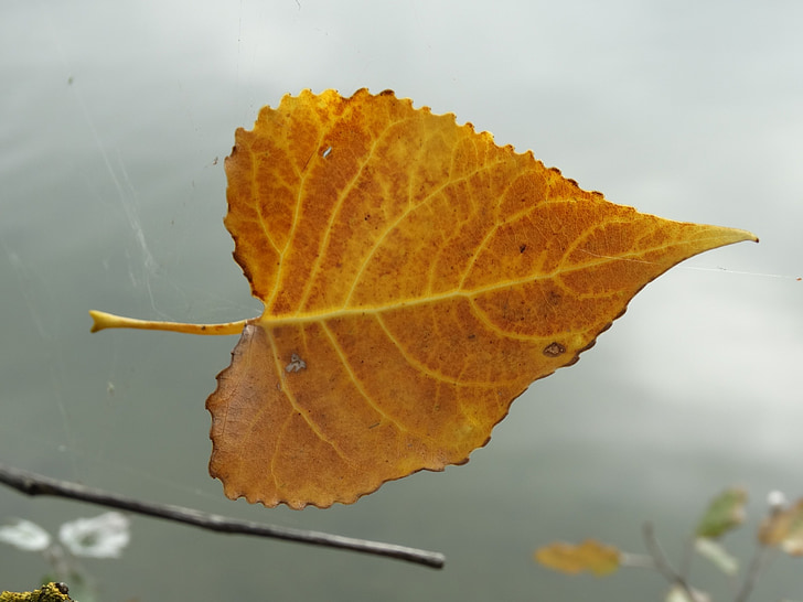 Leaf, dzeltena, struktūra, muša, Float, daba