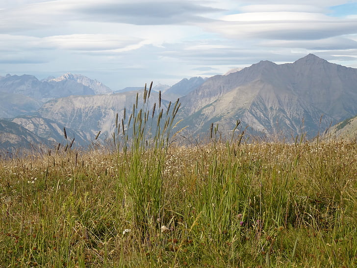 горный пейзаж, сумасшедший травы, Южные Альпы, barcelonette