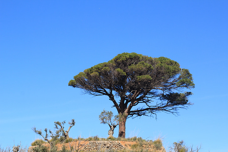 arbre, paysage, Mallorca, randonnée, Outlook, Sud, maritime
