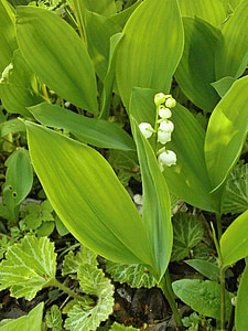 lily of the valley, spring flowers, white flowers, perennials, nature, leaf, plant
