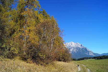 Herbst, blauer Himmel, Baum, Blätter, Kontrast, Himmelblau, Landschaft