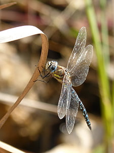 libélula, libélula azul, Anax imperator, humedal, insecto con alas, Emperador de libélula, tallo
