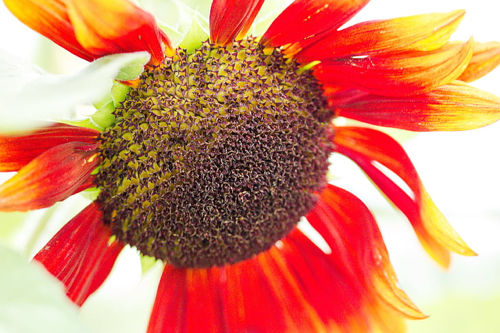 Sonnenblume, Helianthus annuus, Blüte, Bloom, in der Nähe, Makro