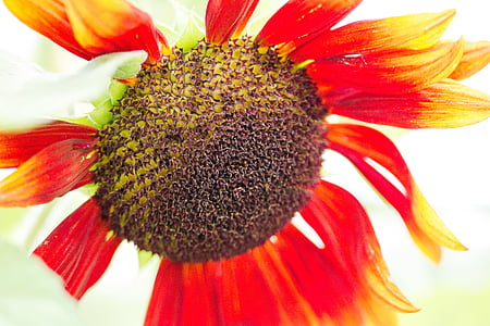 Sun flower, Helianthus annuus, õis, Bloom, Sulgege, Makro