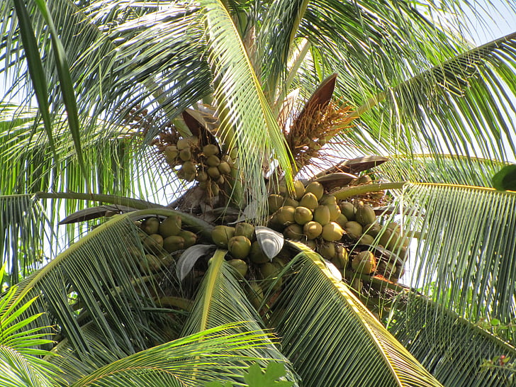 Palm, cocotier, noix de coco