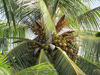 palm, coconut tree, coconut