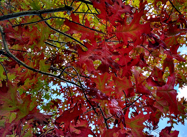 caduta, leggere, foglie, autunno, fogliame, tempo libero, natura