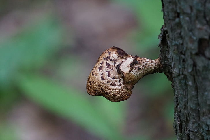 nature, mushroom, tree, trunk, bark, macro, closeup