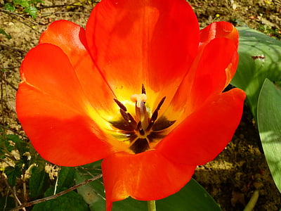 Tulipa, flor, flor, flor, natura, primavera, planta