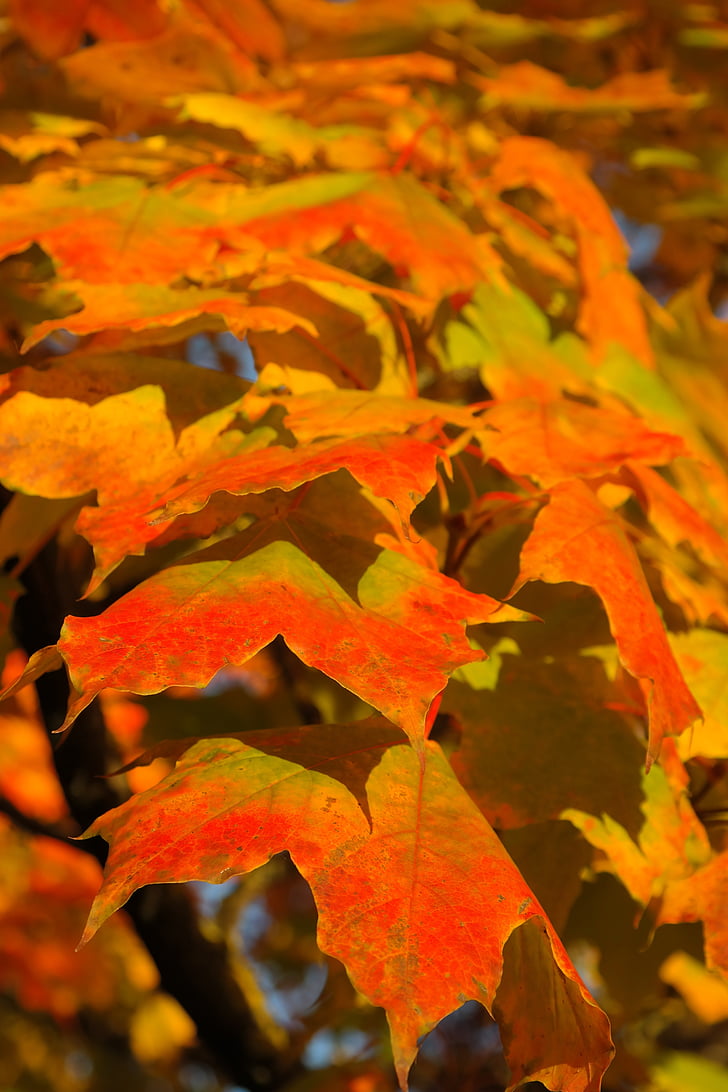listov, jeseni, narave, oranžna, listi, krošnjami, Jesen, jesen
