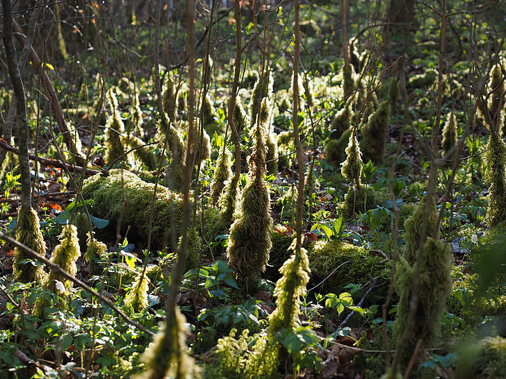 Moss, bemoost, tilbake lys, skogbunnen, Moss vekst, begroing, underskogen