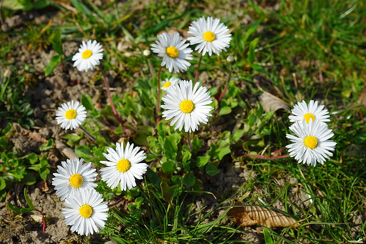 Daisy, Hoa, Blossom, nở hoa, trắng, Bellis triết học, multiannual daisy