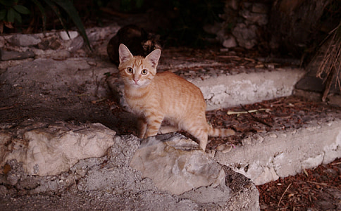 cat, feline, looking, cute, outdoors, steps, domestic