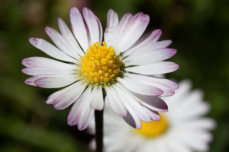 Daisy, philosophie de Bellis, Tausendschön, monatsroeserl, m p, Little daisy, plante à fleurs