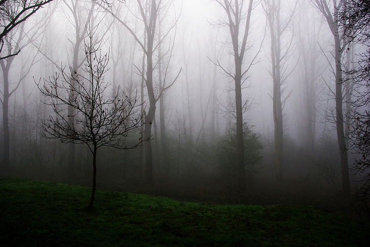 young tree, fog, mist, morning, wood, nature