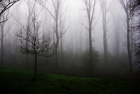 młode drzewa, mgła, mgła, rano, drewno, Natura