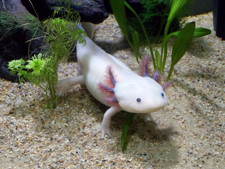 Axolotl, Leucistique, mâle, Ambystoma, mexicanum