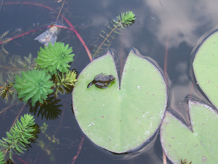 water, young frog, aquatic plants