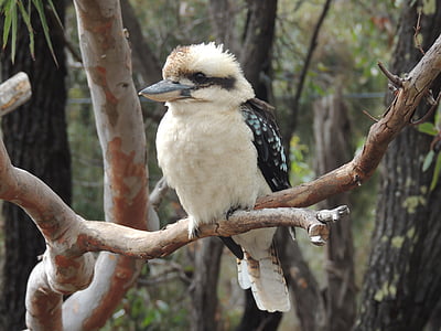 笑翠鸟, kooka, 鸟, aireys 湾, 澳大利亚, 本机, 羽毛