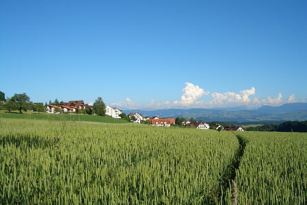 Zurich, landschap, weide, heuvel, landbouw, landelijke scène, boerderij