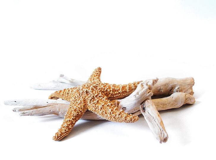 starfish, driftwood, decorative, marine, dried, beach, sea