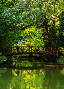 Ponte, foresta, natura, diretta streaming, acqua, luce del sole, superficie dell'acqua
