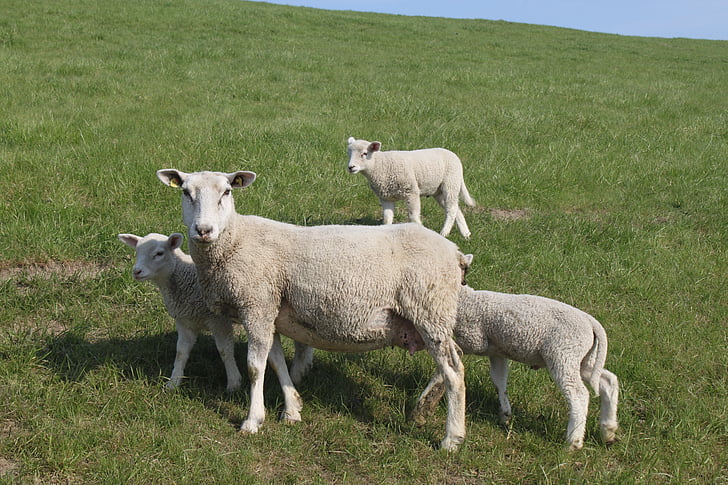 ovce, nasip janjetina, životinja, nasipa, nordfriesland, livada, janje