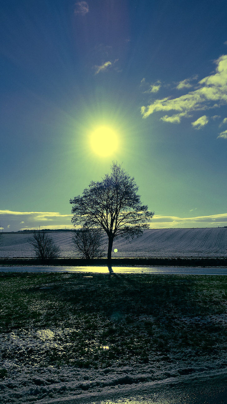 sol, árbol, cielo, Estado de ánimo, luz de nuevo, naturaleza, Weinviertel